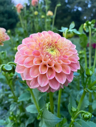 Snoho Doris