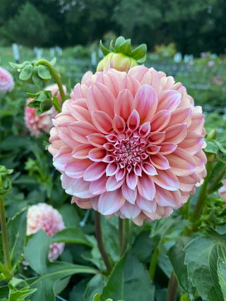 Peaches N' Cream