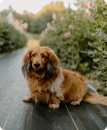 pet_image