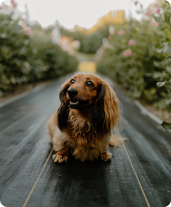 pet_image